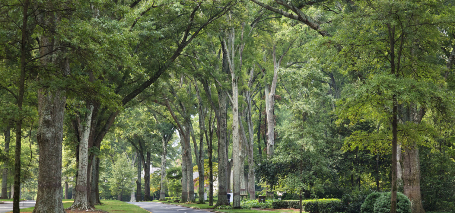 Charlotte Neighborhood Highlight: Myers Park